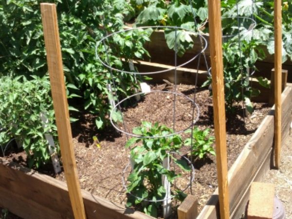 Peppers photo IMG_20140605_125729.jpg